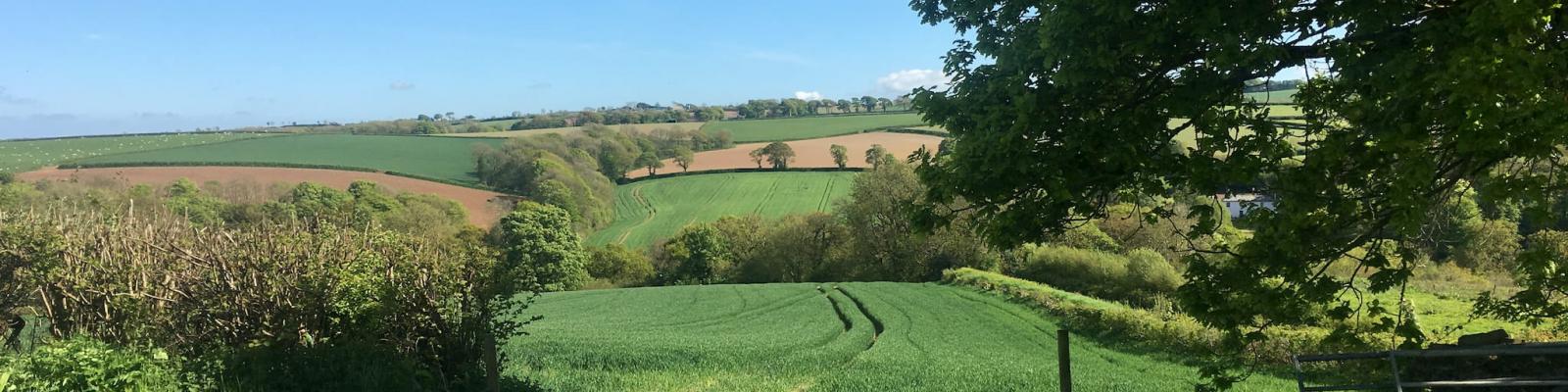 Agricultural fields