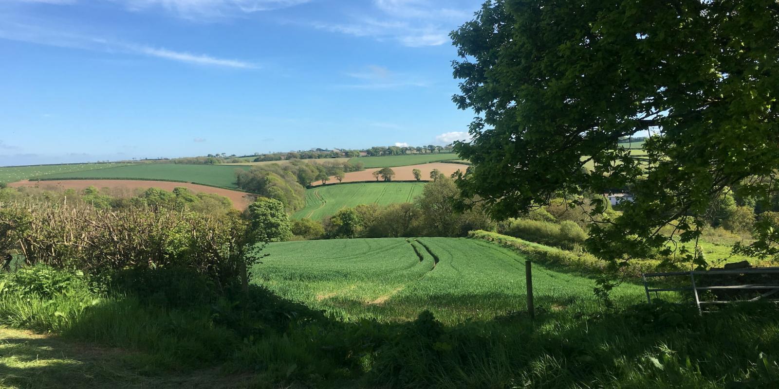 Agricultural fields